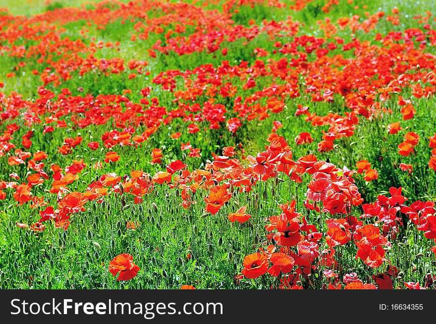Country field in spring with red poppies. Country field in spring with red poppies