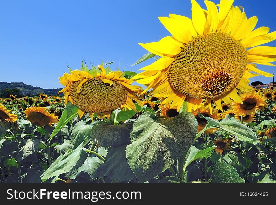 Sunflower Field