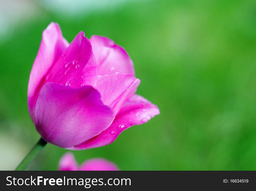 Pink tulip with dew drops on petals in early morning