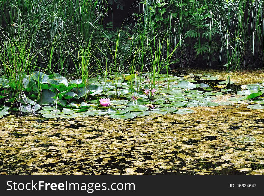 View over a pond with water lilies and other aquatic plants. View over a pond with water lilies and other aquatic plants