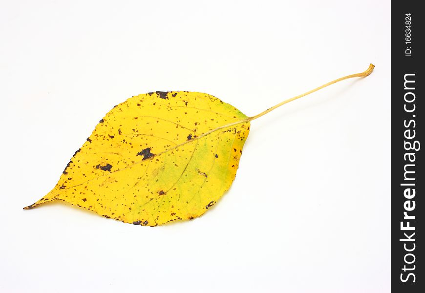 Collection beautiful colorful autumn leaves isolated on white background. Collection beautiful colorful autumn leaves isolated on white background