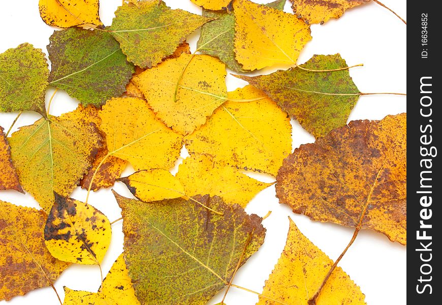 Collection beautiful colorful autumn leaves isolated on white background. Collection beautiful colorful autumn leaves isolated on white background