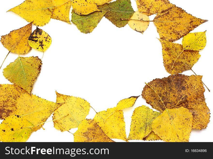 Collection beautiful colorful autumn leaves isolated on white background. Collection beautiful colorful autumn leaves isolated on white background