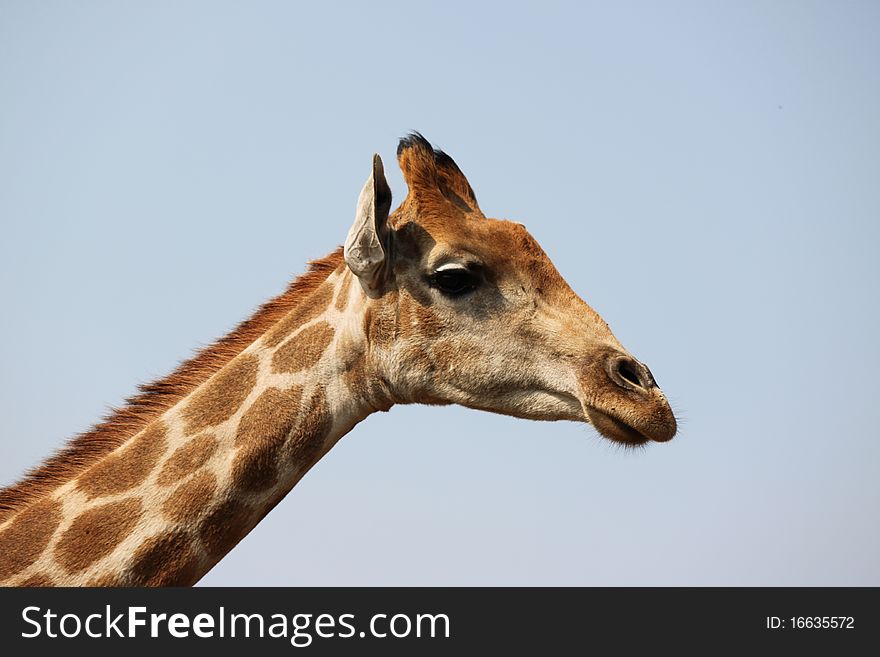 Portrait of a young Giraffe