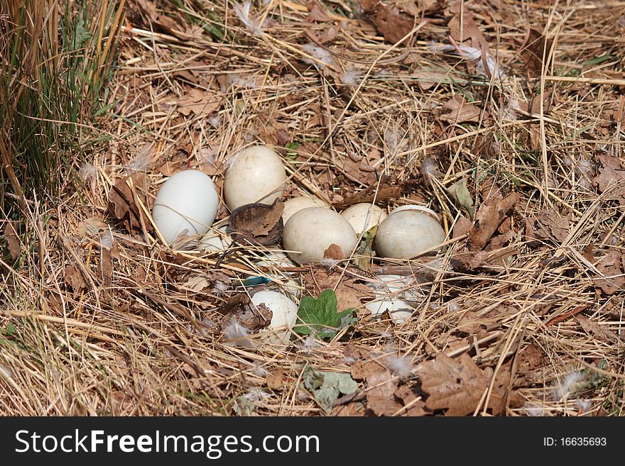 Close up of a Goose nest