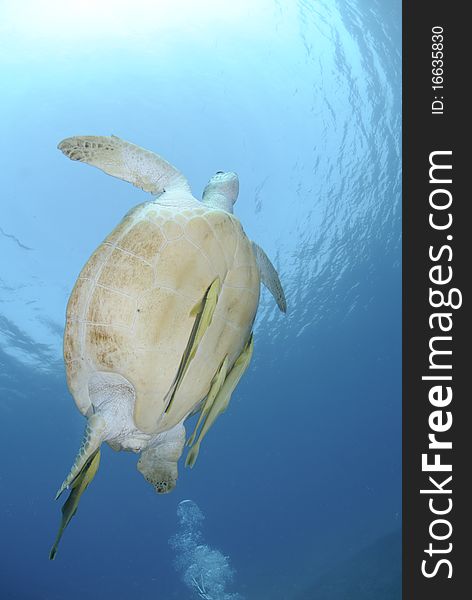 Green Turtle (chelonia mydas), endangered species, Adult female swimming upwards towards the ocean surface. Red Sea, Egypt. Green Turtle (chelonia mydas), endangered species, Adult female swimming upwards towards the ocean surface. Red Sea, Egypt.