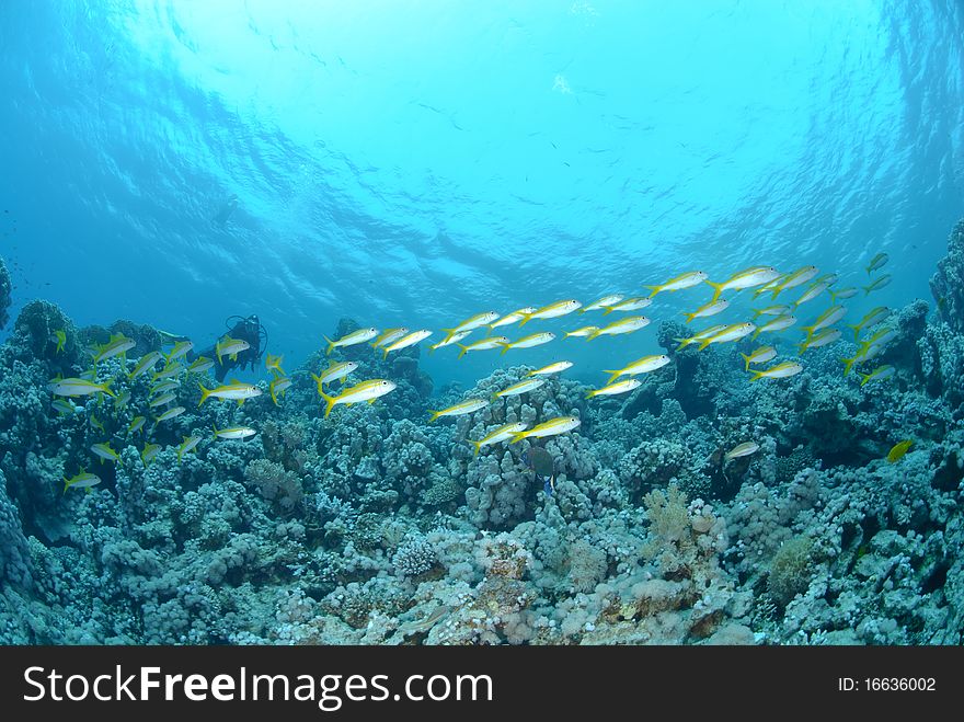 Small school of Red sea goatfish (Parupeneus forsskali). Red Sea, Egypt.