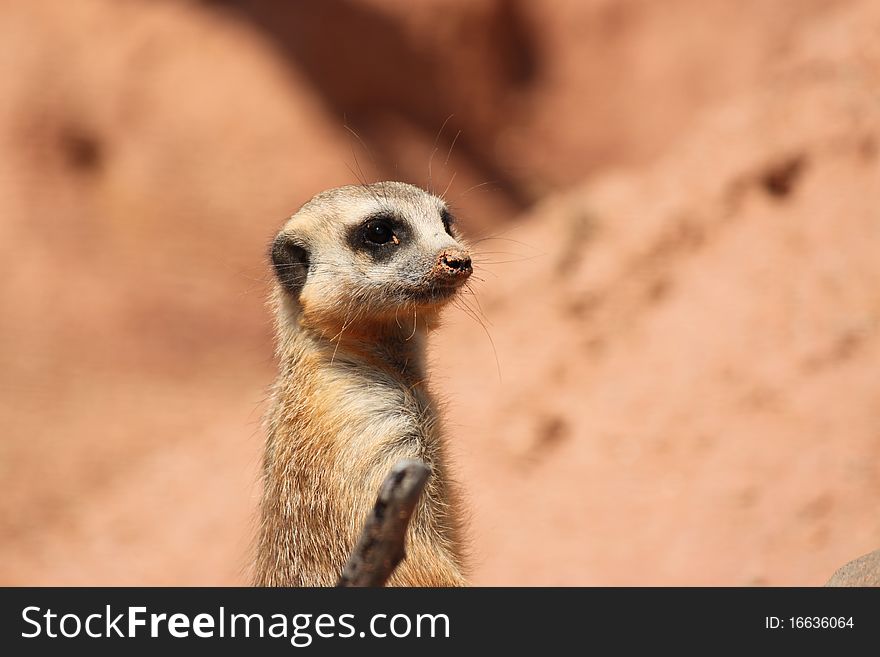 A Suricate Mongoose close up