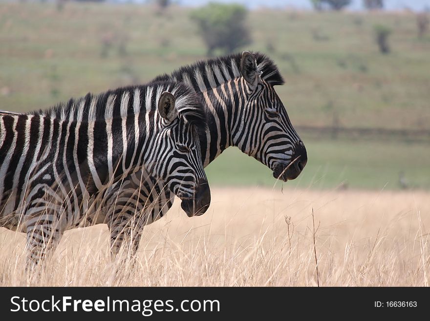 Two Zebras keeping close company in the field