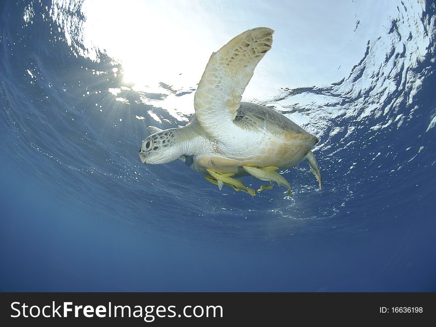 Green Sea turtle close to the ocean surface.