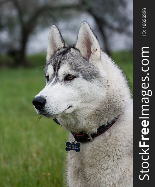 Portrait of siberian husky outdoor. Portrait of siberian husky outdoor