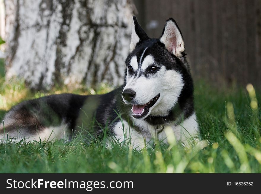 Portrait of siberian husky puppy. Portrait of siberian husky puppy