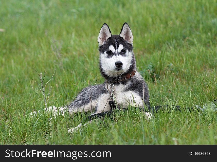 Portrait of siberian husky puppy. Portrait of siberian husky puppy