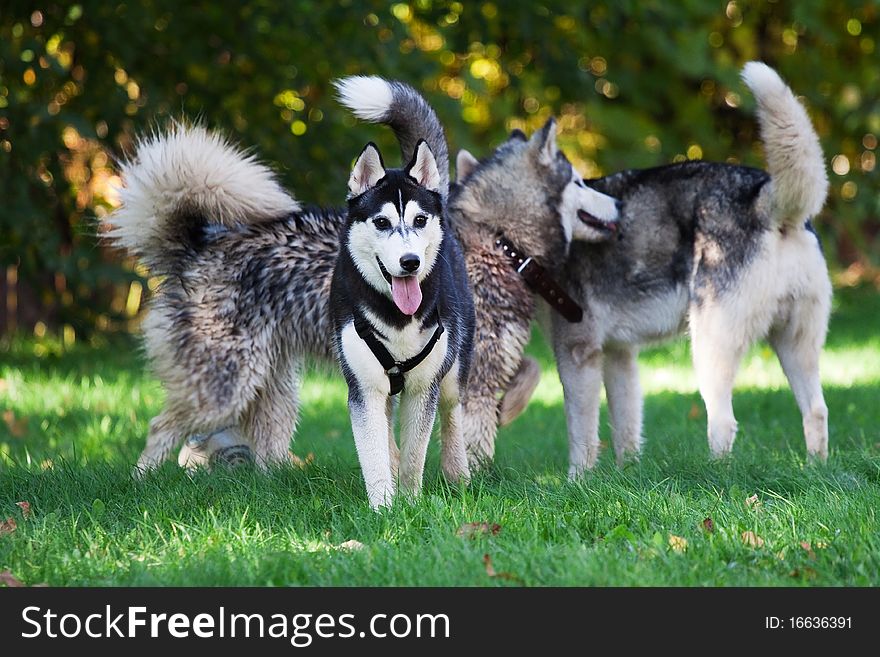 Portrait of siberian husky outdoor