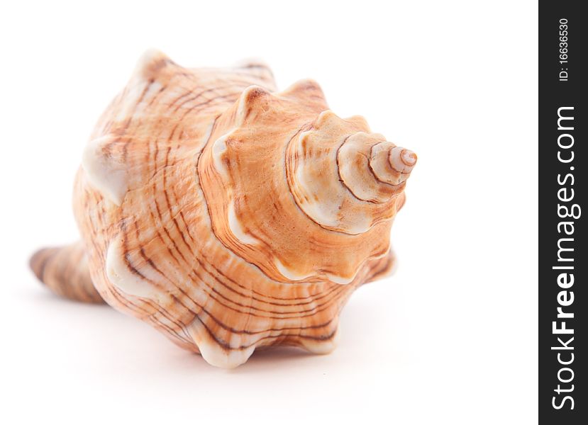 Sea unusual cockleshell on a white background