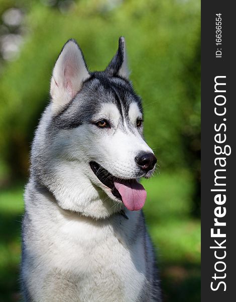 Portrait of siberian husky outdoor