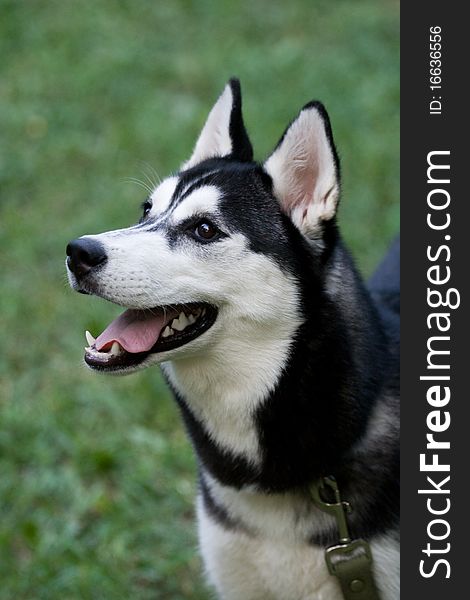 Portrait of siberian husky puppy. Portrait of siberian husky puppy