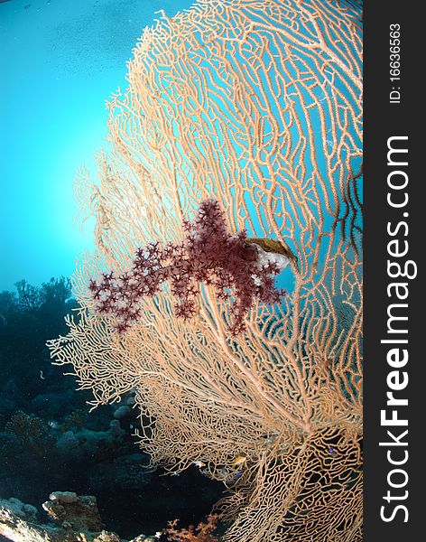 Giant georgonian fan coral (Annella mollis). Red Sea, Egypt.