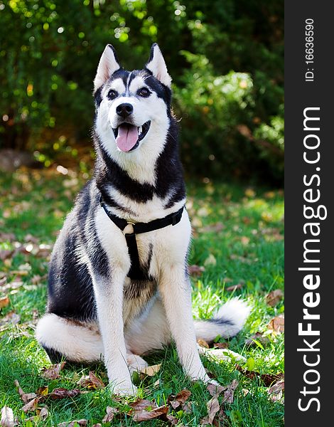 Portrait of siberian husky puppy