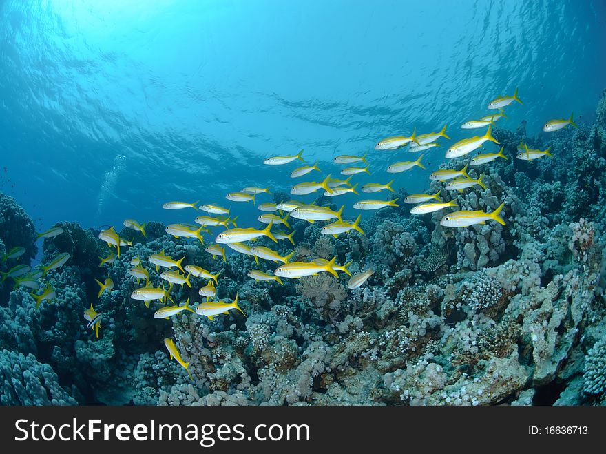 Small school of Red sea goatfish (Parupeneus forsskali). Red Sea, Egypt.