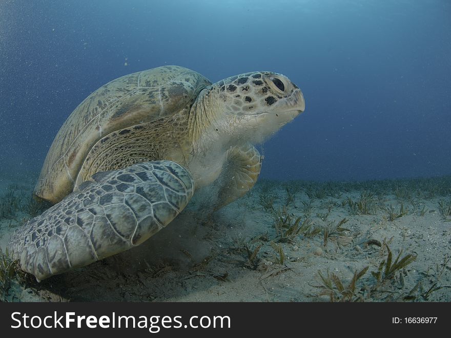 Green sea turtle swimming over seagrass bed.