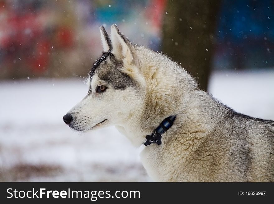 Portrait of siberian husky outdoor