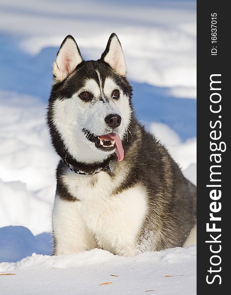 The portrait of beautiful siberian husky outdoor. The portrait of beautiful siberian husky outdoor