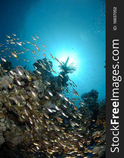 Vibrant and colourful tropical reef scene. Red sea, Egypt.