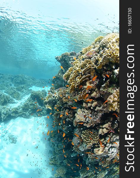 Shallow tropical reef in a sandy lagoon. Shallow tropical reef in a sandy lagoon