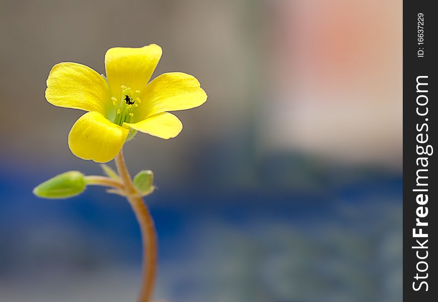 Creeping Woodsorrel