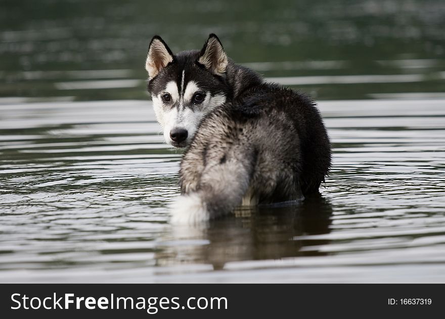 Portrait of siberian husky outdoor. Portrait of siberian husky outdoor