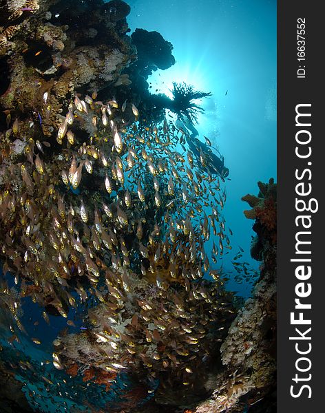 Tropical coral reef and shoal of silver tropical fish. Red Sea, Egypt. Tropical coral reef and shoal of silver tropical fish. Red Sea, Egypt.