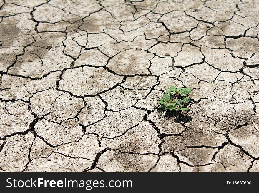 Barren land at summer