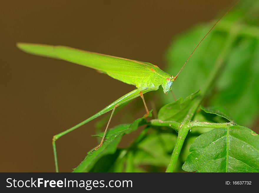 Macro side profile of a green katydid/bush cricket.