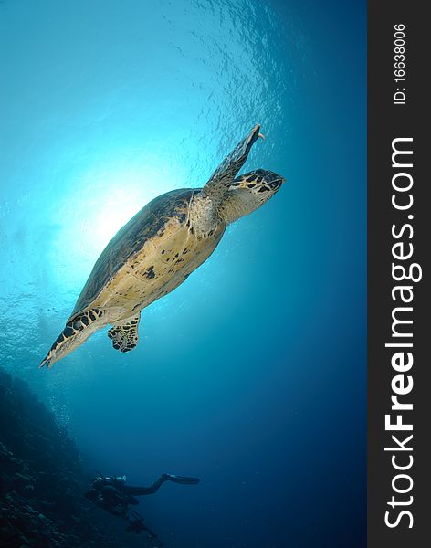 One Male hawksbill turtle. Red Sea, Egypt. One Male hawksbill turtle. Red Sea, Egypt.