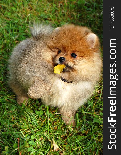 Funny spitz puppy holding autumn leaf