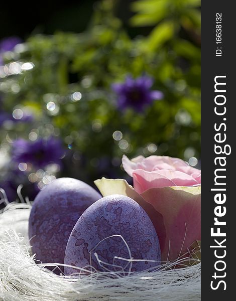 Easter eggs in purple with rose in the garden