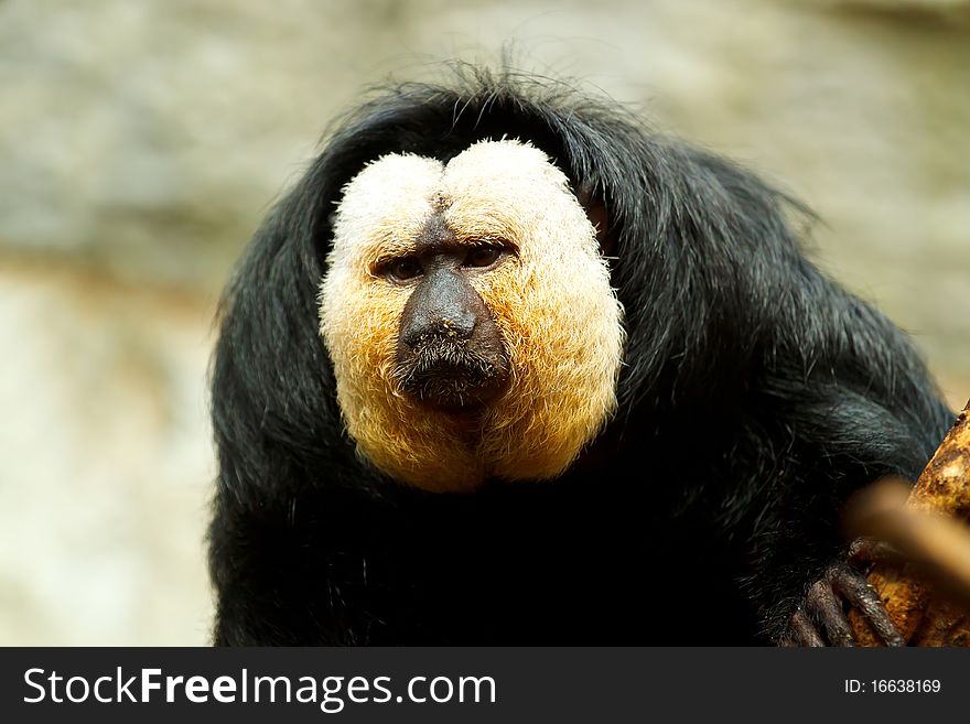 Pithecia pithecia, also known as Golden-face saki monkey in zoo. Pithecia pithecia, also known as Golden-face saki monkey in zoo