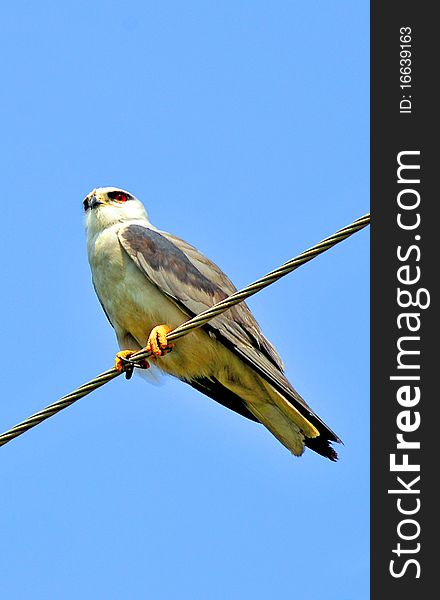 Hawk sitting on the electricity wire.