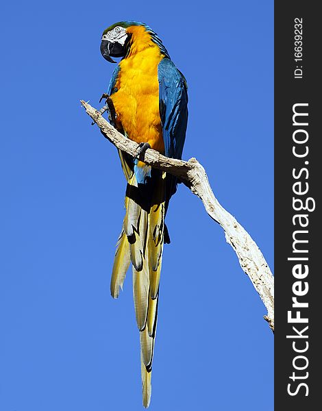 Yellow and blue parrot and blue sky