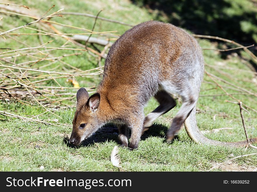 A wallaby in a french zoo