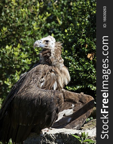 Vulture in a bird park on summer