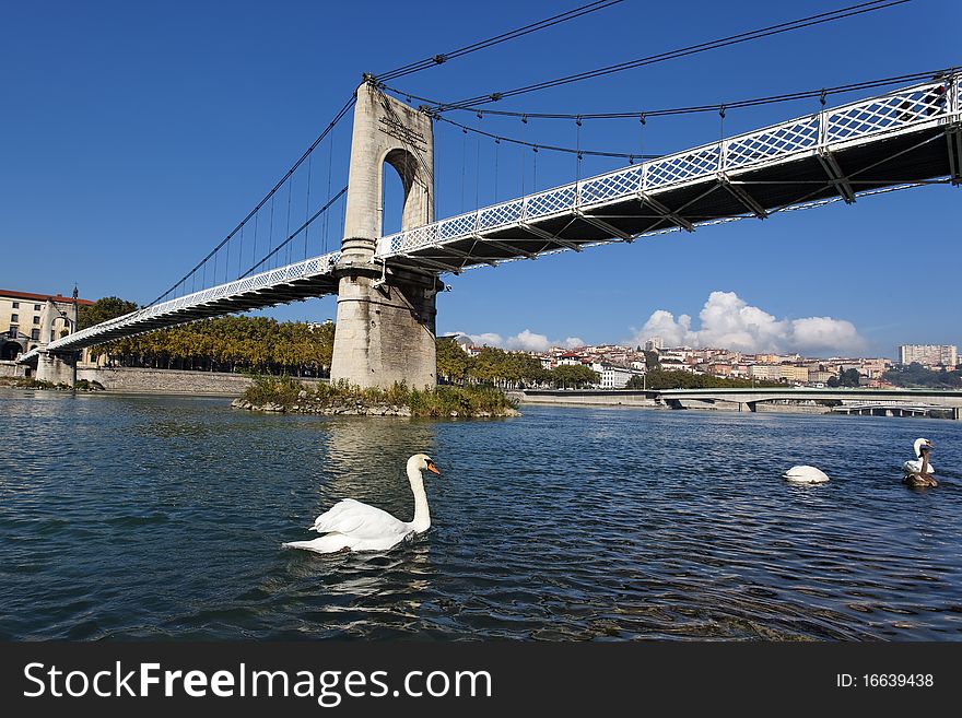 Lyon footbridge and swans