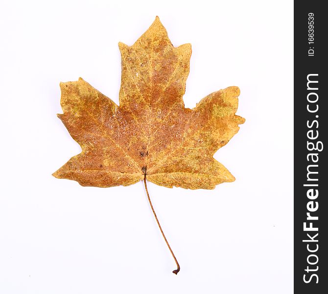 Autumn maple leaf on white background