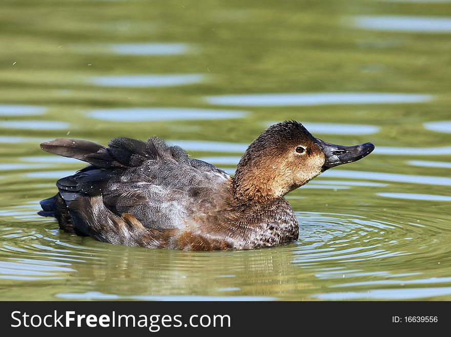 Brown duck swimming in a lake