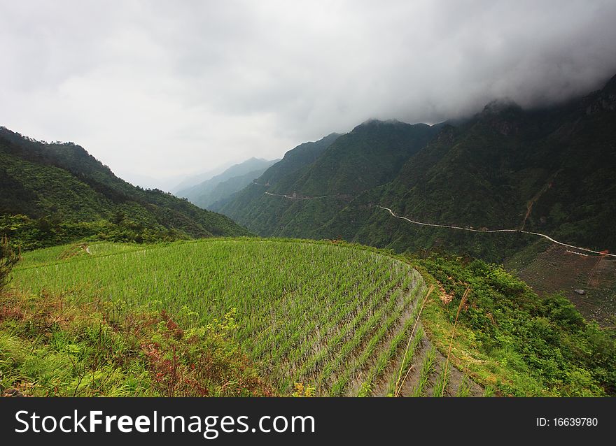 In deep of the mountains in South East of ZheJiang Province China, there are many little country , and the farmers must plant their paddy at a such place. In deep of the mountains in South East of ZheJiang Province China, there are many little country , and the farmers must plant their paddy at a such place