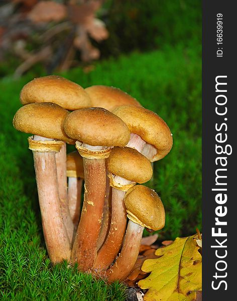 Edible mushrooms growing in moss