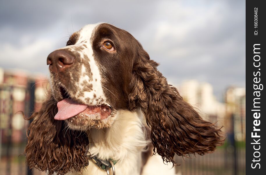 Spotted Spaniel with long curly ears sticks tongue