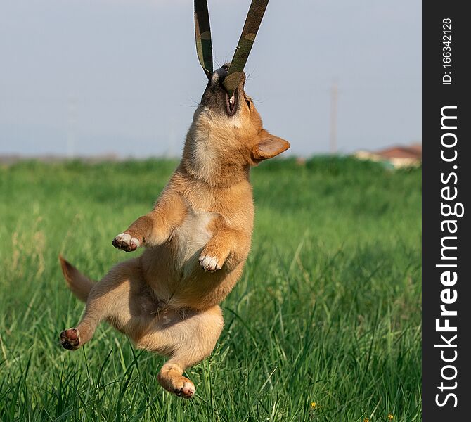 Shiba Inu playing in the grass, France.