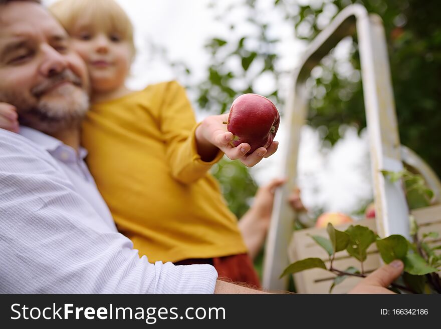 Little Boy With His Father Picking Apples In Orchard. Focus On Big Red Apple In Hand Of Child